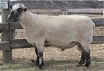 Sheep Trax Galileo 915G